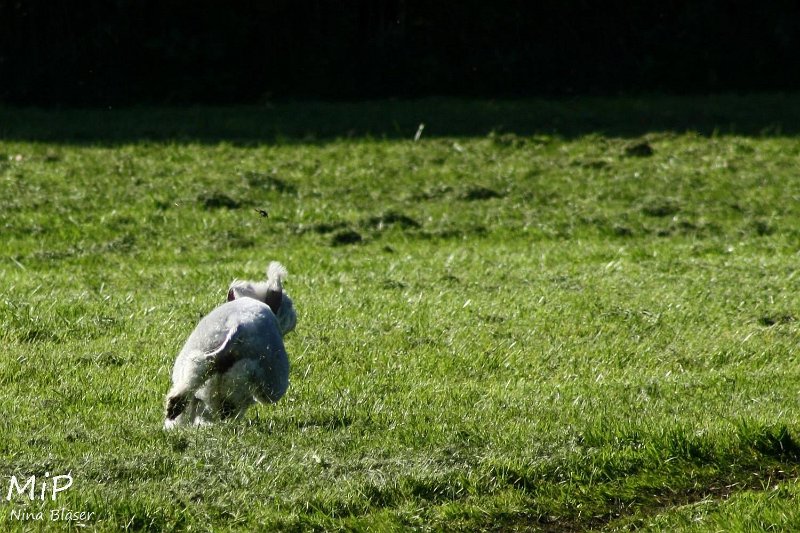 2010-10-03 Coursing-Training GE (15).jpg